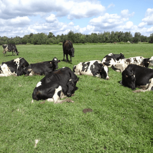 Ferme de Tartifume Carrousel 5